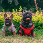 A happy dog wearing a comfortable harness and a stylish collar while playing with toys in a sunny backyard.