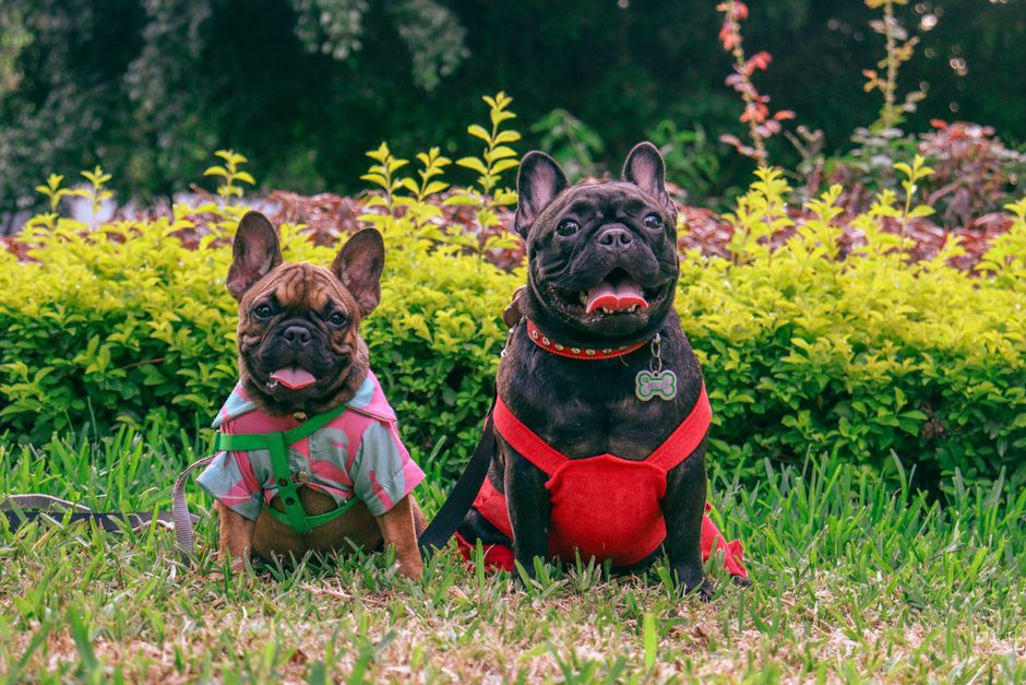 A happy dog wearing a comfortable harness and a stylish collar while playing with toys in a sunny backyard.